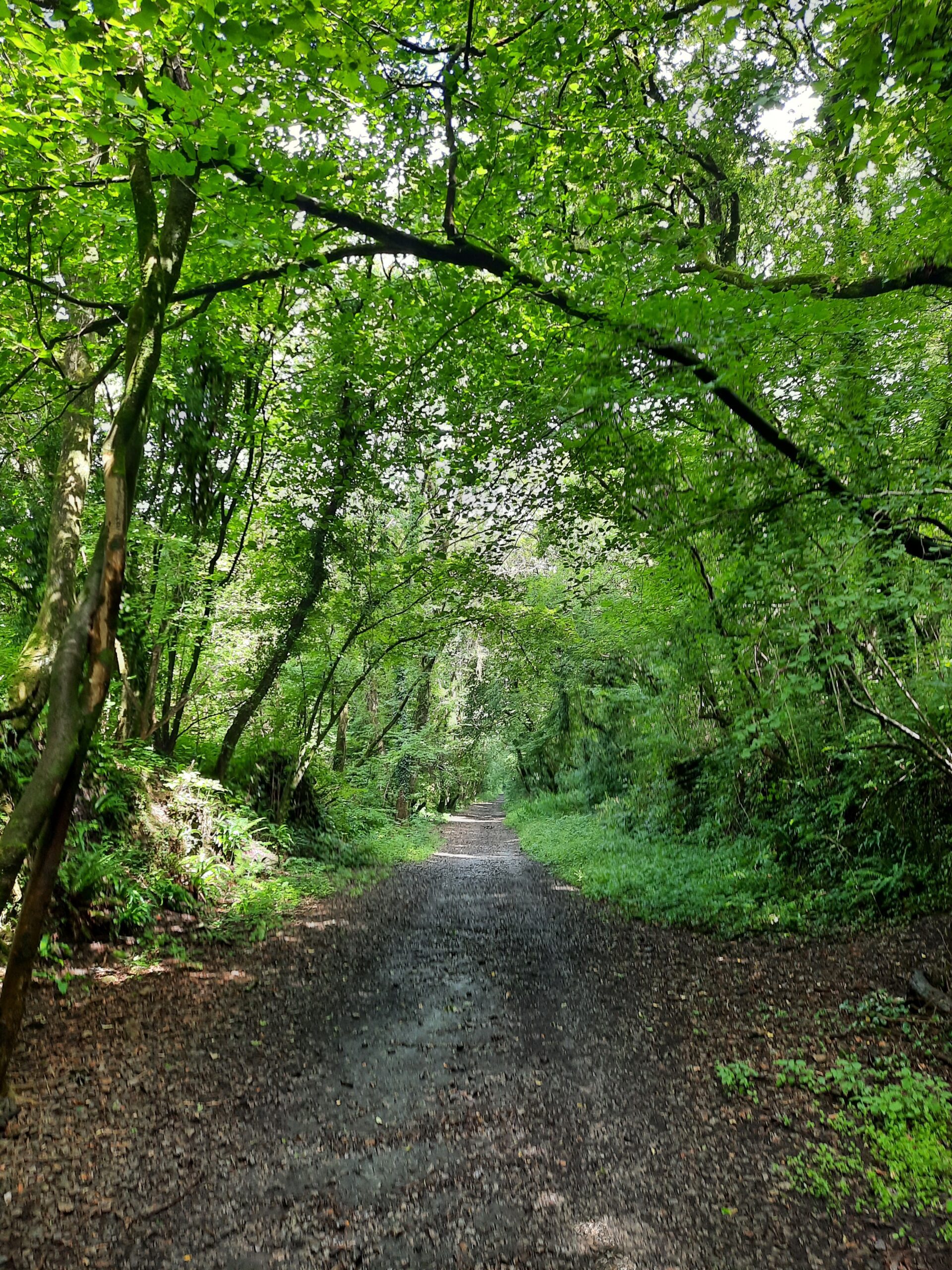 hypnotherapy dan regan ely and newmarket