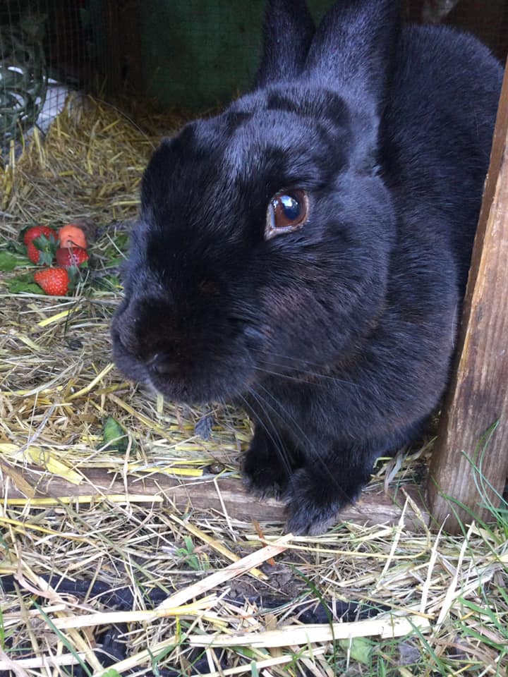 mental health pets hypnotherapy in ely