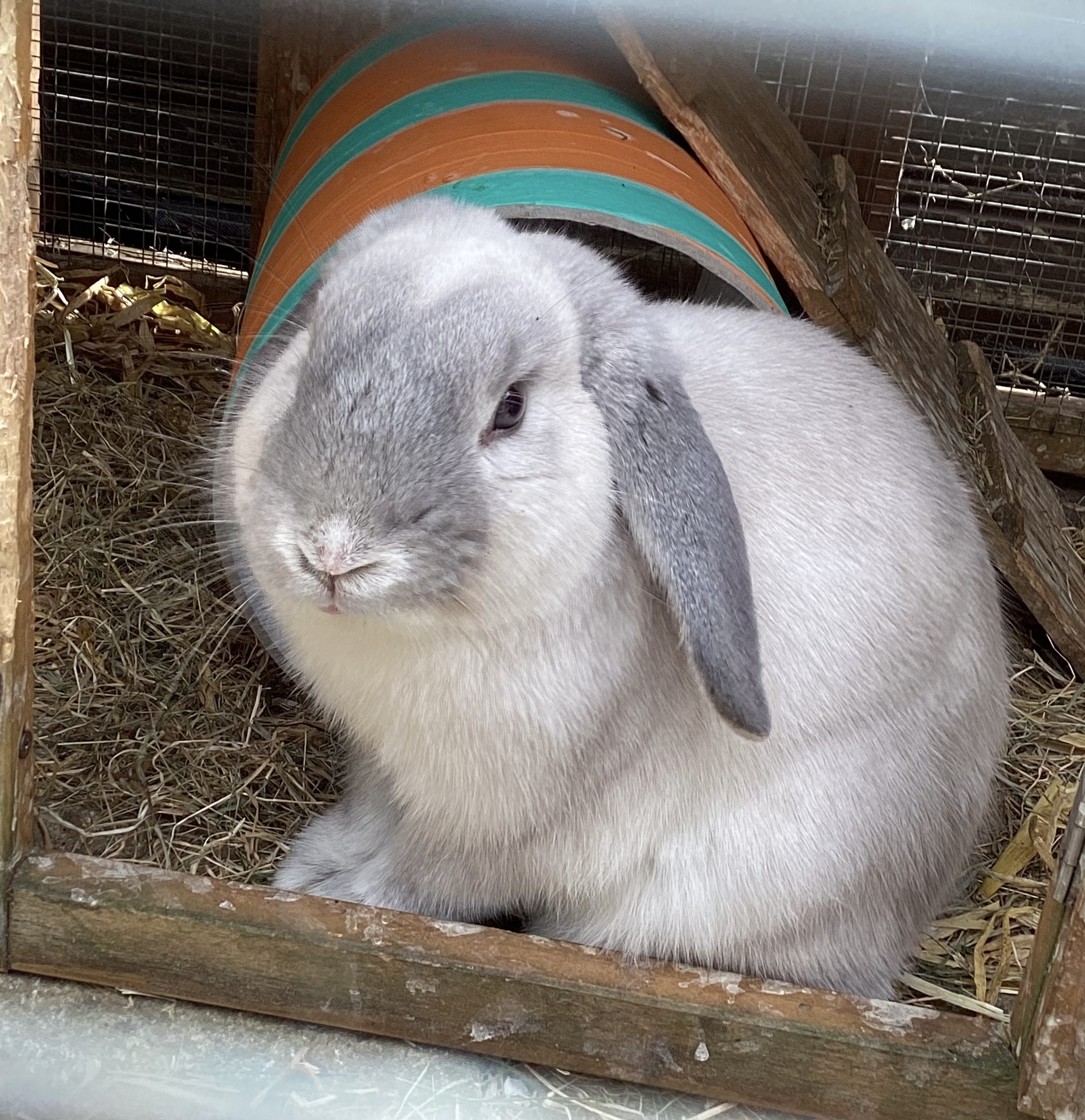 mental health and pets hypnotherapy in ely and newmarket